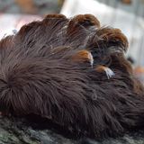 There have been multiple sightings of a hairy, venomous caterpillar in Virginia | CNN