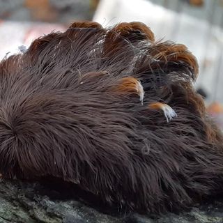 There have been multiple sightings of a hairy, venomous caterpillar in Virginia | CNN