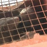 10,000 mink are dead in Covid-19 outbreaks at US fur farms after virus believed spread by humans | CNN