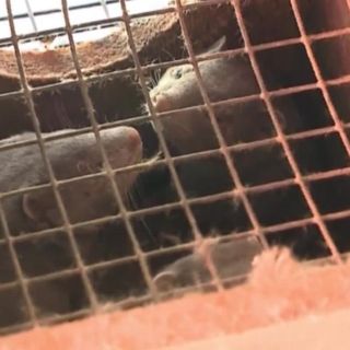 10,000 mink are dead in Covid-19 outbreaks at US fur farms after virus believed spread by humans | CNN