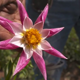 Grant's Getaways: Oregon's Dahlia Man