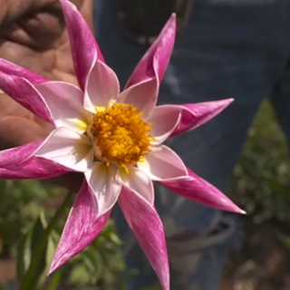 Grant's Getaways: Oregon's Dahlia Man