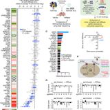 Dietary thiamine influences l-asparaginase sensitivity in a subset of leukemia cells