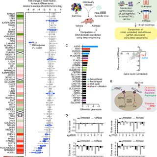 Dietary thiamine influences l-asparaginase sensitivity in a subset of leukemia cells