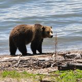 Authorities investigating killing of grizzly bear near Yellowstone Park - East Idaho News