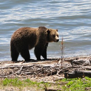 Authorities investigating killing of grizzly bear near Yellowstone Park - East Idaho News