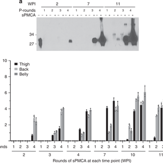 Early preclinical detection of prions in the skin of prion-infected animals - Nature Communications