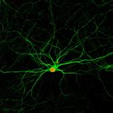 Astrocytes Converted to Neurons
