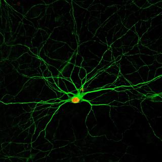 Simple drug combination creates new neurons from neighboring cells