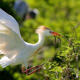 10 Florida shorebirds that don’t care about the election