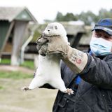 Danes start culling 2.5 million minks after virus hits farms