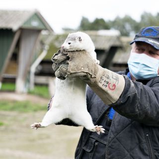 Danes start culling 2.5 million minks after virus hits farms