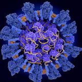 Lab-Made &lsquo;Miniproteins&rsquo; Could Block the Coronavirus from Infecting Cells