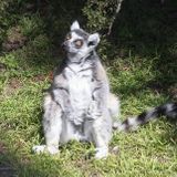 Lemur on the loose: Police investigate possible burglary of ‘highly endangered’ animal at S.F. Zoo