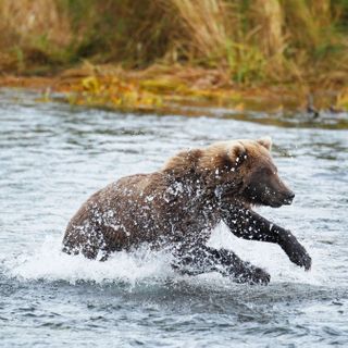 Shoot or Spray? The Best Way to Stop a Charging Bear