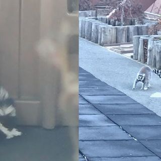 'Call the zoo keeper!' 5-year-old finds lemur that went missing from San Francisco Zoo