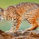 Kentucky authorities apprehend, release bobcat found ‘shopping’ in Dollar General