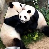 A zoo has been trying to get two pandas to mate for 10 years. When coronavirus shut the zoo down, the pandas finally did