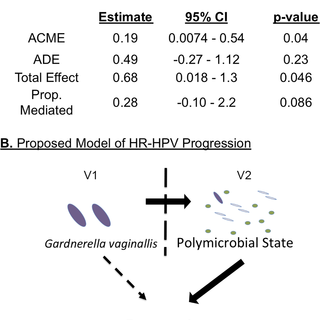 Cervicovaginal microbiome and natural history of HPV in a longitudinal study