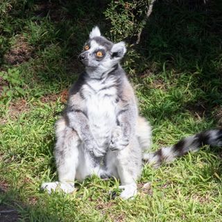 Suspect Arrested in Theft of Lemur From San Francisco Zoo