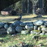 Sweet Pea the peacock, on the loose in Pittston, hooks up with wild turkeys