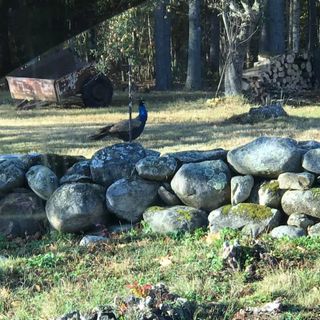 Sweet Pea the peacock, on the loose in Pittston, hooks up with wild turkeys