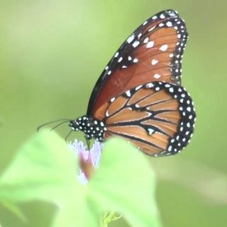 Monarchs, other butterflies migrate through San Antonio