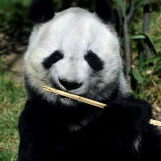 Mexico's Pandas: The Only Ones in the World Not Owned by China