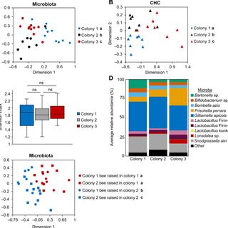 The gut microbiome defines social group membership in honey bee colonies