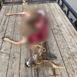 'Extremely unsporting and unethical': Warden Service seeks information about illegal buck killing in Wesley