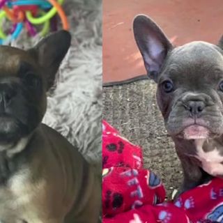 French Bulldogs found after bizarre dog-napping from San Francisco home, police say suspect arrested