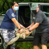 Sea turtle returns to ocean after 10-month recovery