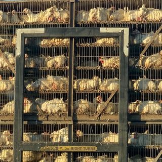 Brits warned 'do not take US meat at any cost' as poultry farm horror exposed