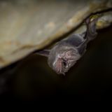 Bats harbouring six new types of coronavirus, scientists discover, as humans risk exposure