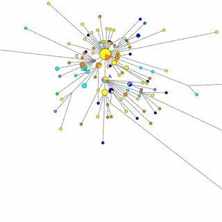 Phylogenetic network analysis of SARS-CoV-2 genomes