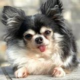 A 4-pound Chihuahua born with a cleft palate is the 2020 American Hero Dog