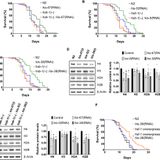 HSB-1/HSF-1 pathway modulates histone H4 in mitochondria to control mtDNA transcription and longevity