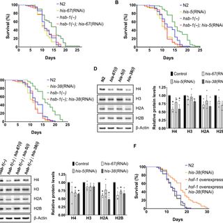 HSB-1/HSF-1 pathway modulates histone H4 in mitochondria to control mtDNA transcription and longevity