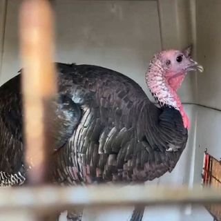 Oakland's notoriously aggressive turkey captured by wildlife expert posing as frail woman