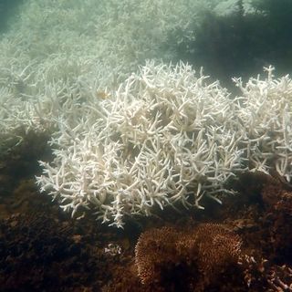 Great Barrier Reef hit by third mass bleaching event in five years