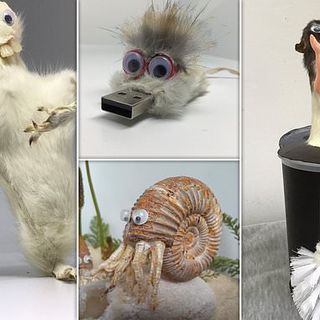 Taxidermist makes 'Animalgamations' from bodies of different animals