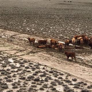 Queensland floods: 500,000 cattle survived years-long drought only to die in the rain | CNN