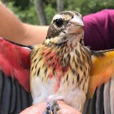 Scientists have found a rare half-male, half-female songbird