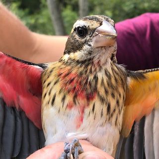 Scientists have found a rare half-male, half-female songbird