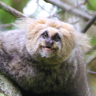 Marmosets trafficked as pets now threaten native species in Atlantic forest