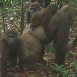 Podcast: A radio program is helping save critically endangered gorillas in Nigeria