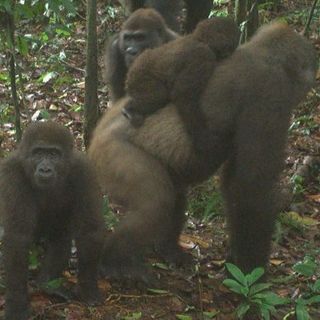 Podcast: A radio program is helping save critically endangered gorillas in Nigeria