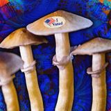 Oregon Is on the Verge of Legalizing Shrooms Therapy, Thanks to Your Favorite Hippie Soap