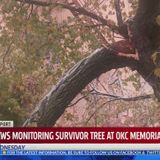 Authorities work to save Survivor Tree at Oklahoma City National Memorial after limb lost to ice