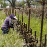 White House Seeks To Lower Farmworker Pay To Help Agriculture Industry